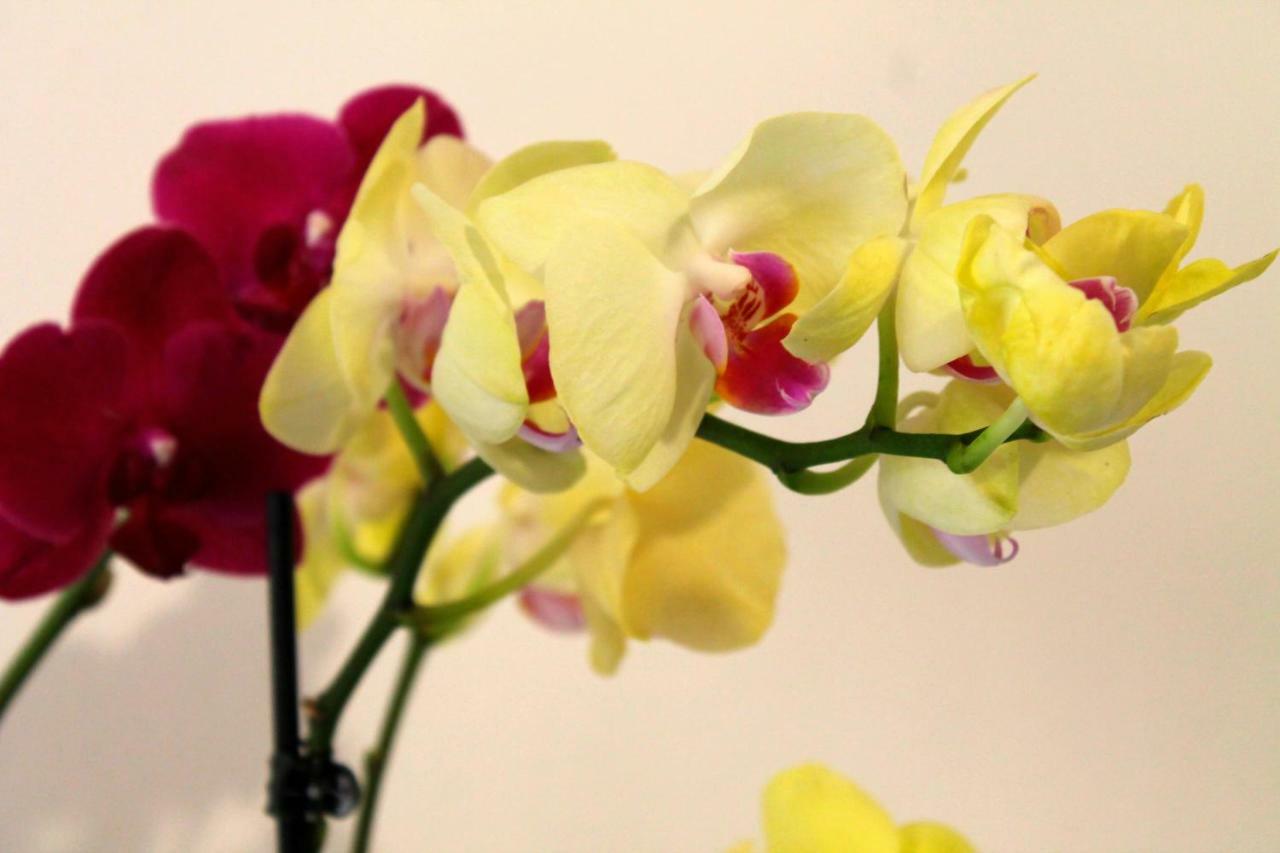 B&B Le Orchidee Альгеро Экстерьер фото